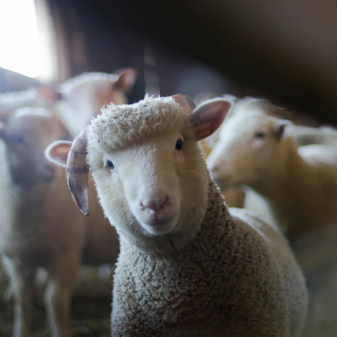Journée Fermes ouvertes 2024 Apaq-W